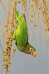 Yellow-billed Parrot